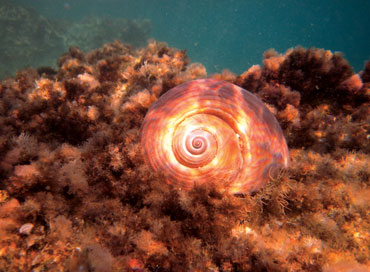 izmir-24-kara10pdf-2 Karaburun