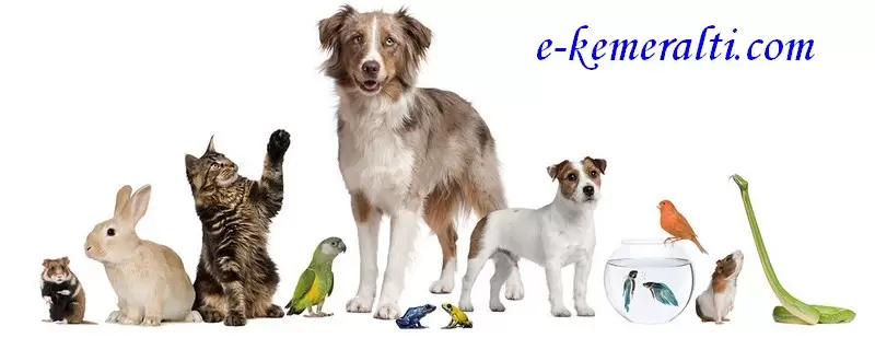 İzmir Kemeraltı Petshop